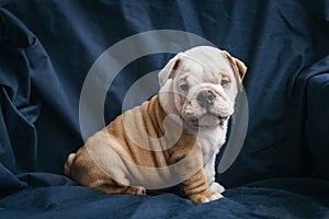 Cute puppy of english bulldog