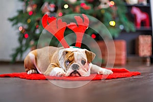 Cute puppy english bulldog with deer head cornuted on red carpet close to Christmas tree with xmas toys.