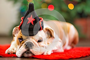 Cute puppy english bulldog with deer head cornuted on red carpet close to Christmas tree with xmas toys.