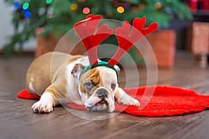 Cute puppy english bulldog with deer head cornuted on red carpet close to Christmas tree with xmas toys.