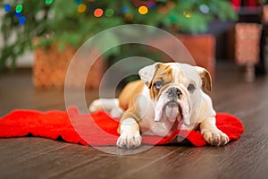 Cute puppy english bulldog with deer head cornuted on red carpet close to Christmas tree with xmas toys.