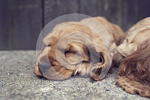 The cute puppy of the English Cocker Spaniel lies on a large rock in the garden. Lovely dog on stone background