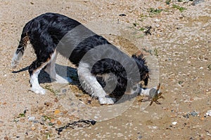 Cute puppy fighting with a crab