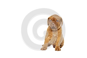 Cute puppy French breed dogue de Bordeaux isolated on a white background