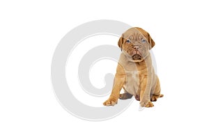 Cute puppy French breed dogue de Bordeaux isolated on a white background