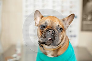 Cute puppy of French Bulldog breed at a vet doctor`s appointment..A portrait of a dog that awaits the examination of the doctor