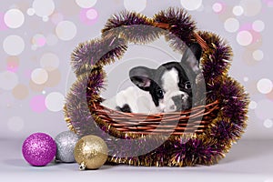 Cute puppy French bulldog sitting in a basket with tinsel and elegant balls. The concept of Christmas
