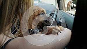 Cute puppy of german boxer dog sitting in the car and looks to the window on a trip