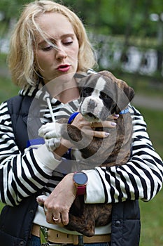 Cute puppy german boxer sitting on woman`s hands, playing and bitting hands outdoors