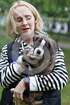 Cute puppy german boxer sitting on woman`s hands, playing and bitting hands outdoors