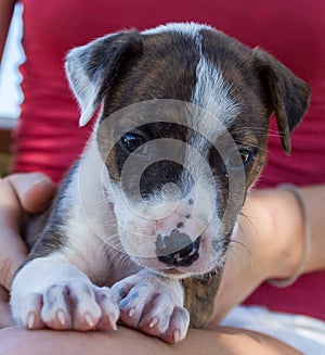 cute puppy on girls legs, broome Australia