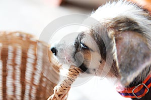 Cute puppy gnawing basket, dog with basket