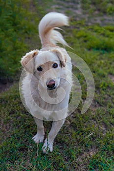 Cute puppy Golden Retriever Looking You - Grass background