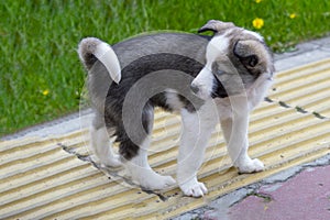 A cute puppy of a gray dog with blue eyes is walking along the pavement in the city.