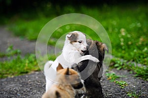 Cute puppy on green grass