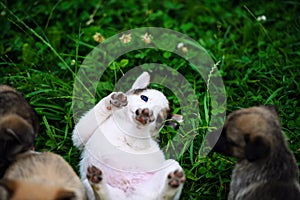 Cute puppy on green grass