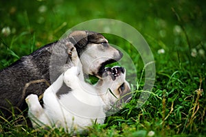 Cute puppy on green grass