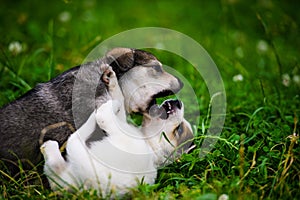 Cute puppy on green grass