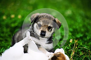 Cute puppy on green grass