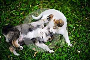 Cute puppy on green grass