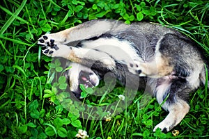 Cute puppy on green grass