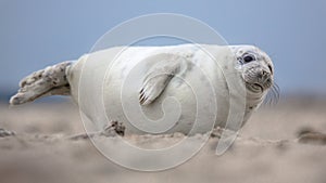 Cute puppy harbor seal