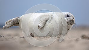 Cute puppy harbor seal photo