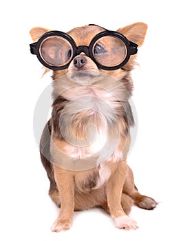 Cute puppy with high diopter thick glasses