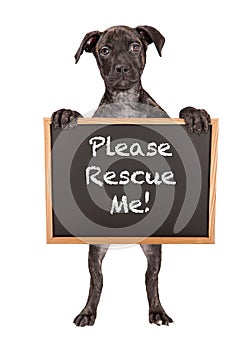 Cute Puppy Holding Rescue Me Sign