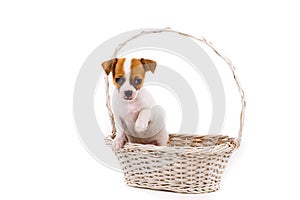 Cute puppy holding up his paw standing in a basket