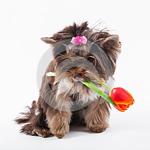 Cute puppy holds a flower in its teeth. Yorkshire terrier on a white background