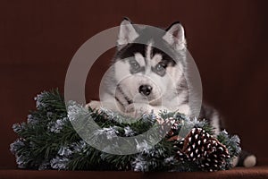 Cute puppy Husky with Christmas wreath
