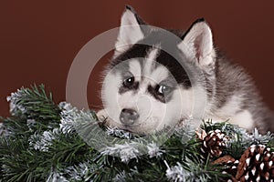 Cute puppy Husky with Christmas wreath