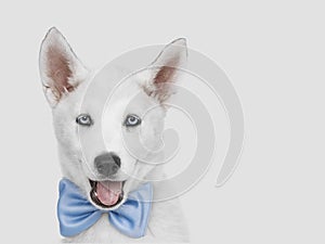 Cute puppy husky dog dressed up for tag party. studio shot