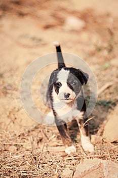 Puppy of indian domestic dogIndian pariah dog photo