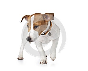 Cute Puppy Jack Russell