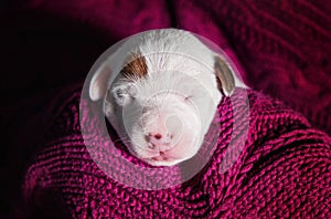 Cute puppy jack russell dog resting or sleeping on blanket