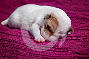 Cute puppy jack russell dog resting or sleeping on blanket