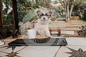 Cute puppy jack russell dog working with a computer and glasses outdoors