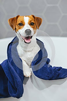 Cute puppy Jack Russell Terrier with blue towel in a bathroom