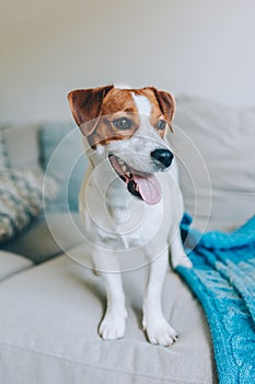 Cute puppy Jack Russell Terrier on a sofa with blue blanket