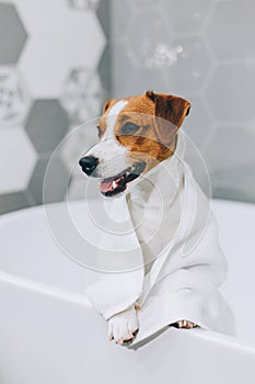 Cute puppy Jack Russell Terrier with towel in a bathroom waiting for a bathing