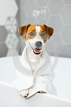 Cute puppy Jack Russell Terrier with towel in a bathroom waiting for a bathing
