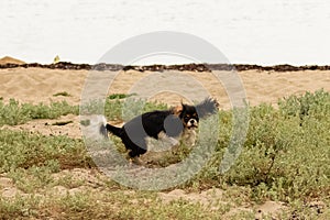 A cute puppy jumping in a field