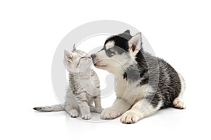 Cute puppy kissing cute tabby kitten on white background