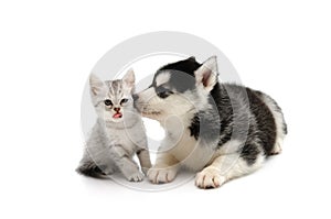 Cute puppy kissing cute tabby kitten on white background