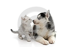 Cute puppy kissing cute tabby kitten on white background