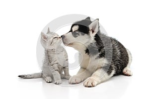 Cute puppy kissing kitten