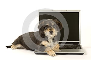 Cute puppy and a laptop