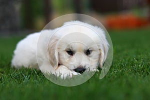 Cute puppy laying low on grass